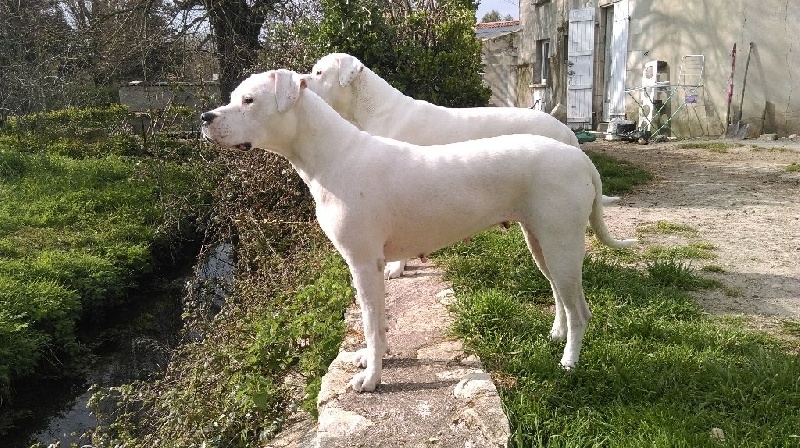 Inca azteca de La Casa De Don Diego Y Sus Dogos